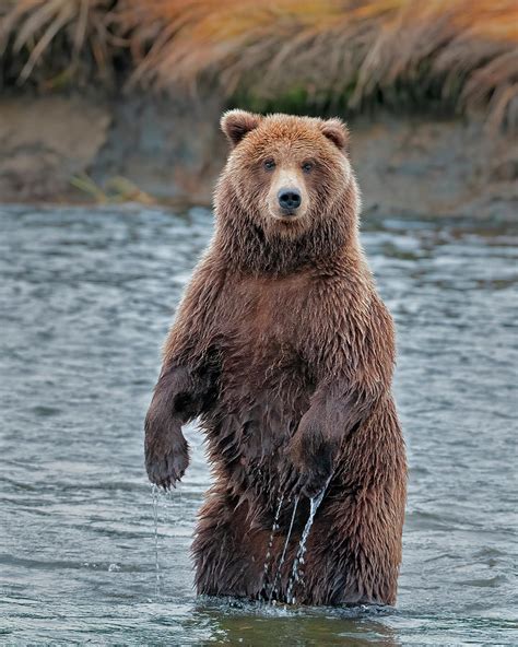 pictures of standing bears